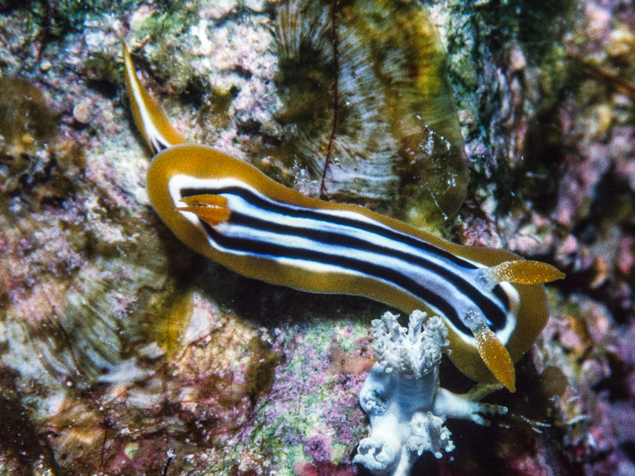 Chromodoris strigata