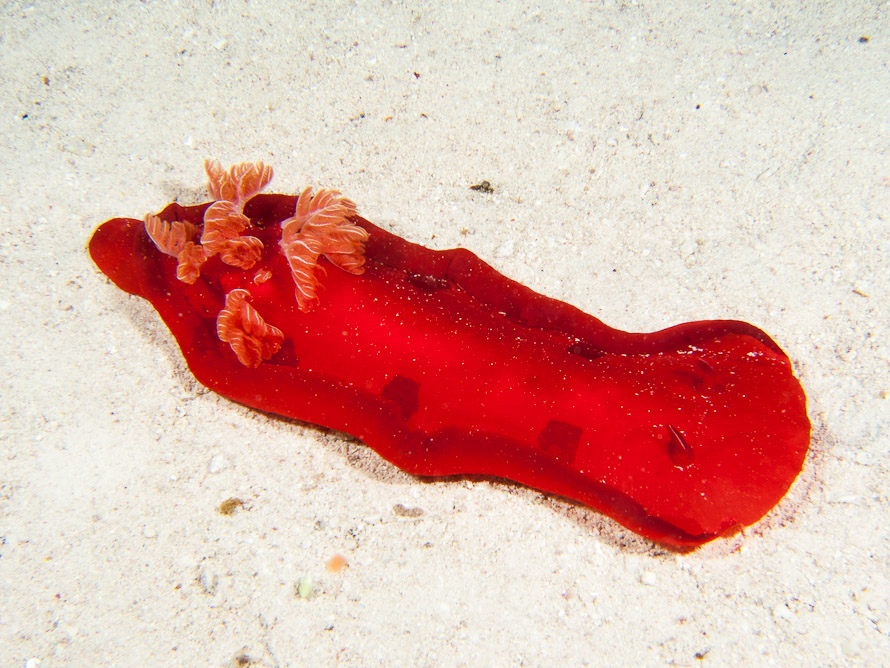 Hexabranchus sanguineus