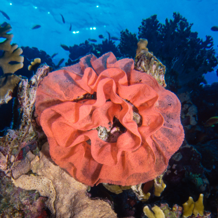 Hexabranchus sanguineus