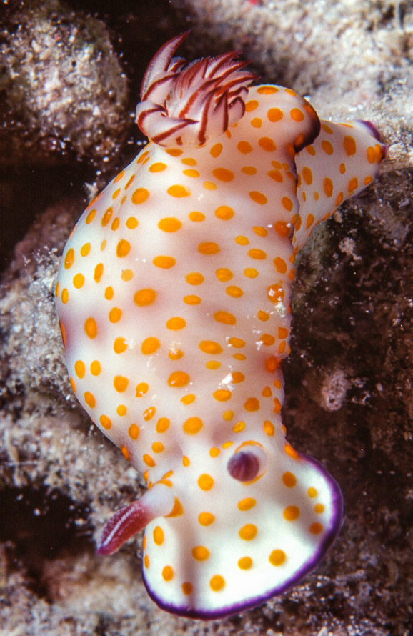 Hypselodoris pulchella