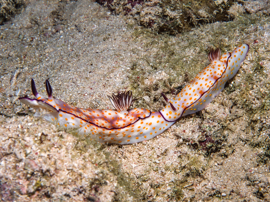 Hypselodoris pulchella