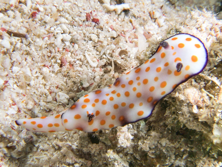 Hypselodoris pulchella