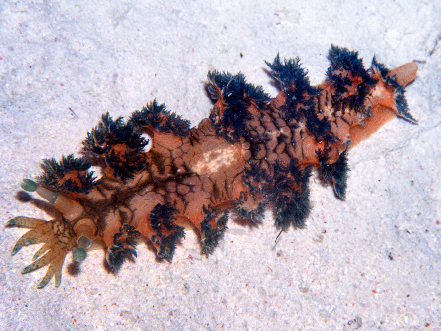 Marionia cyanobranchiata