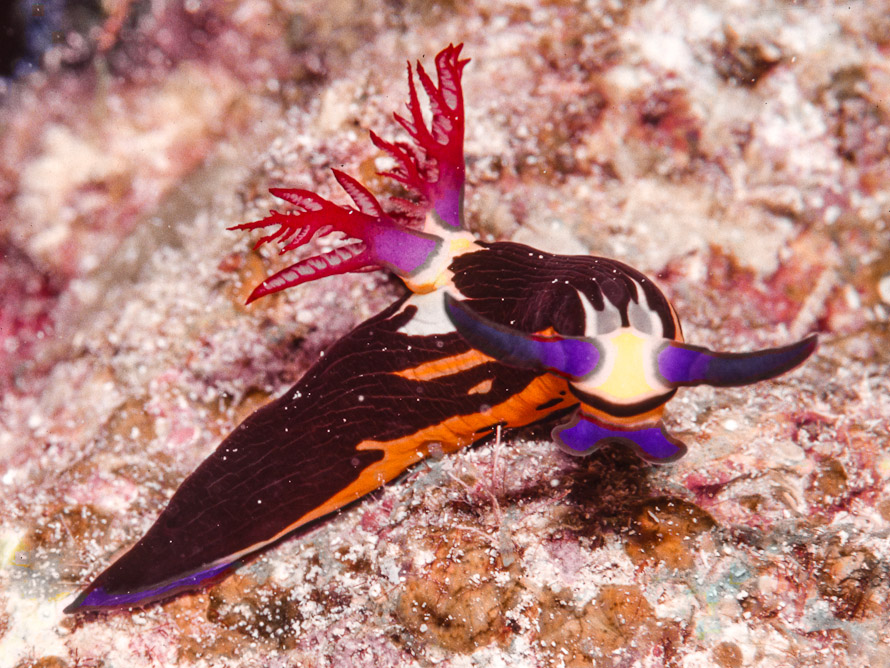 Nembrotha megalocera