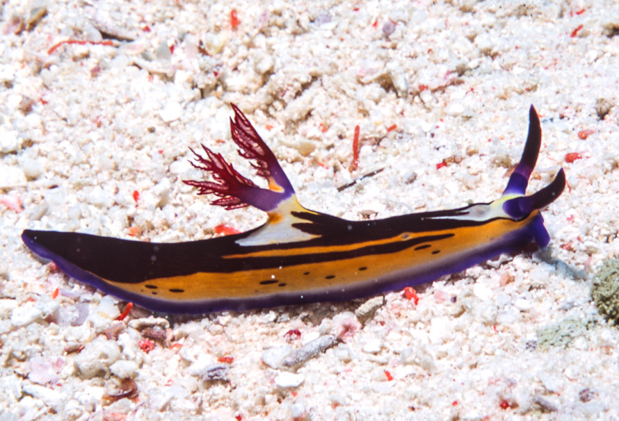 Nembrotha megalocera