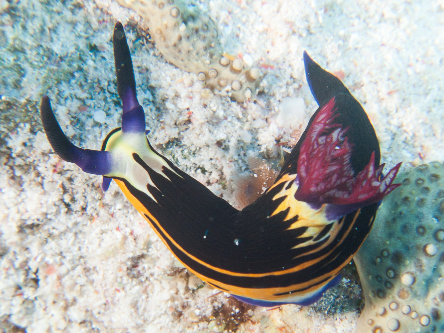 Nembrotha megalocera