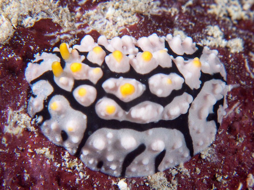 Phyllidia multifaria