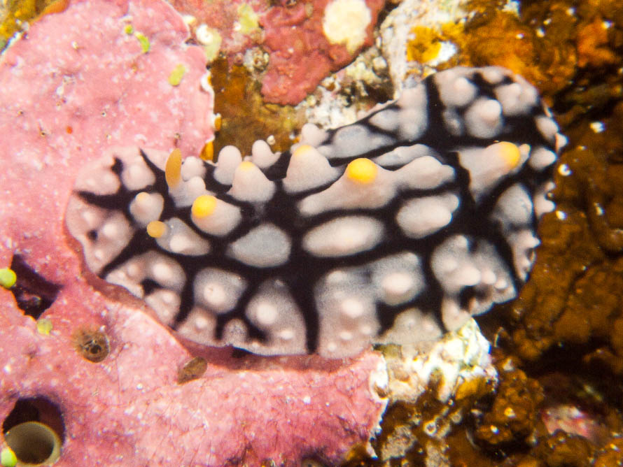 Phyllidia multifaria