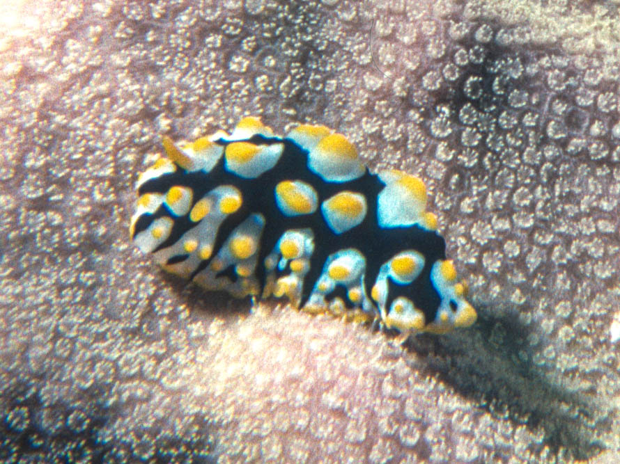 Phyllidia rueppelii