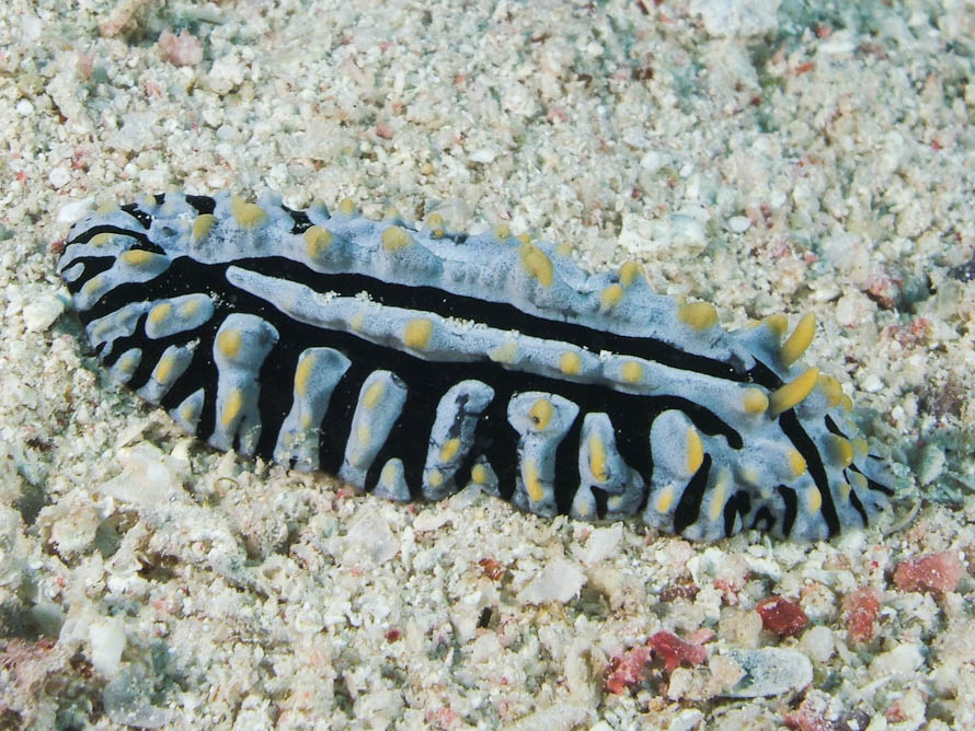 Phyllidia varicosa