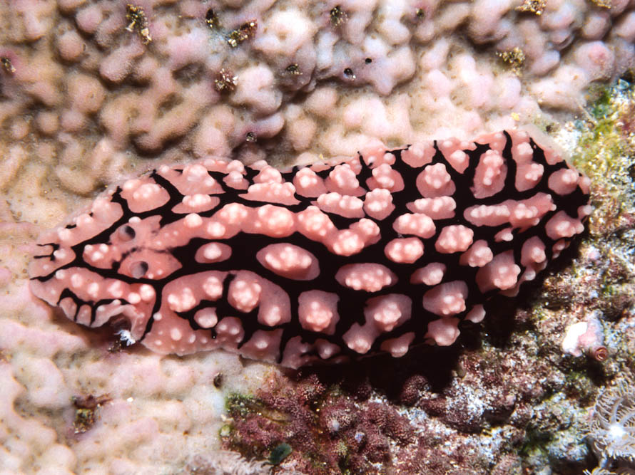 Phyllidiella pustulosa