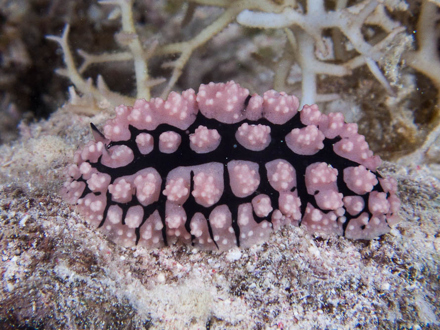 Phyllidiopsis sinaiensis