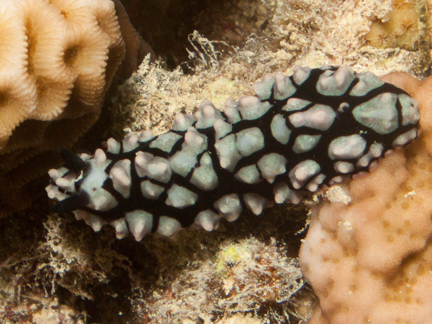 Phyllidiella pustulosa