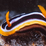 Chromodoris quadricolor