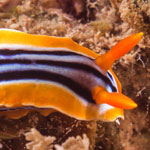 Chromodoris quadricolor