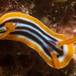 Chromodoris quadricolor