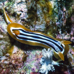 Chromodoris strigata