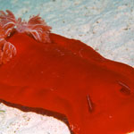 hexabranchus sanguineus