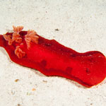 hexabranchus sanguineus