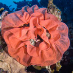 hexabranchus sanguineus