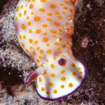 Hypselodoris pulchella