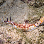 Hypselodoris pulchella