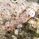 Hypselodoris pulchella
