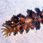 Marionopsis cyanobranchiata