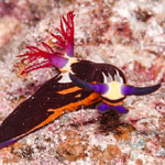 Nembrotha megalocera