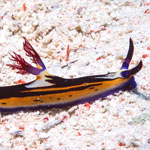 Nembrotha megalocera