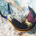 Nembrotha megalocera