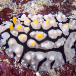 Phyllidia multifaria