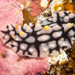 Phyllidia multifaria