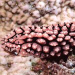 Phyllidiella pustulosa