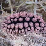 Phyllidiella pustulosa