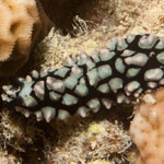 Phyllidiella pustulosa