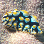 Phyllidia rueppelii