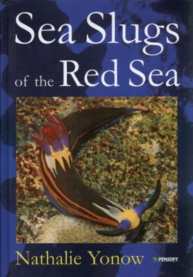 Red Sea Sea Slugs