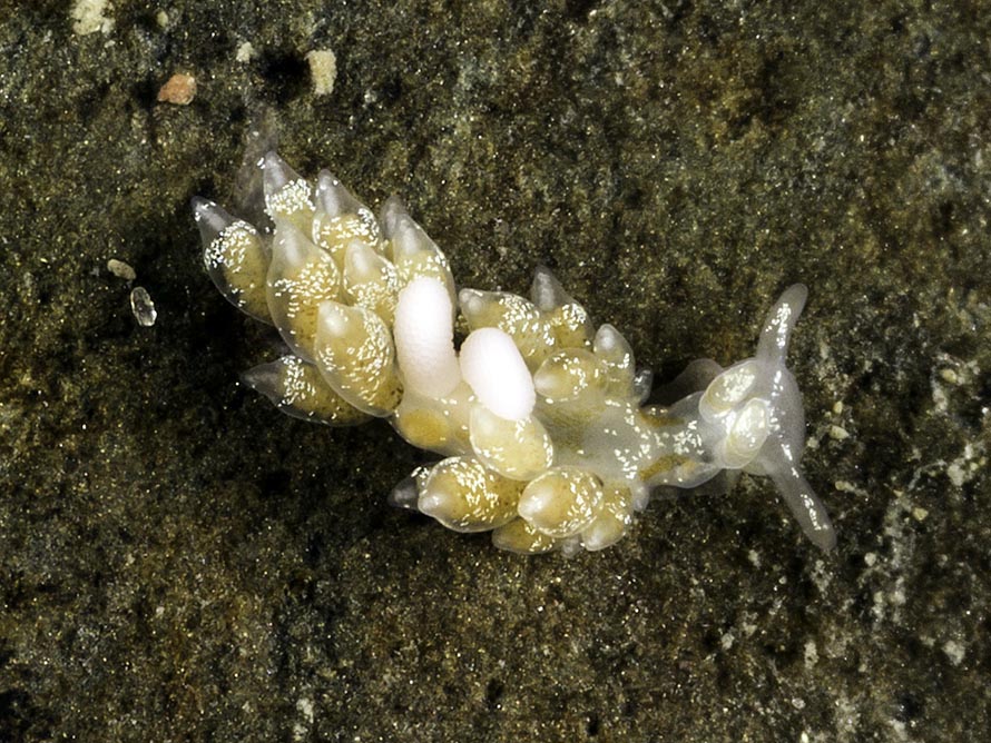 Tenellia foliata