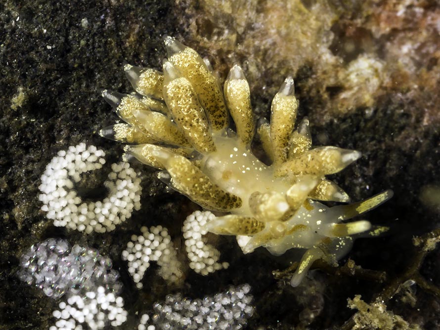 Tenellia foliata
