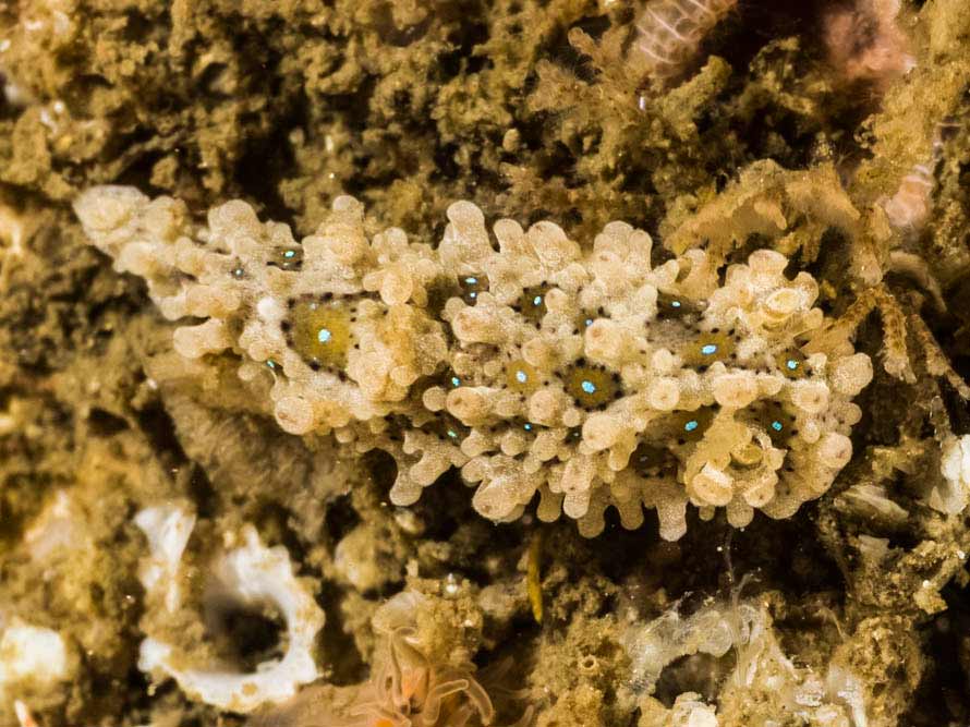 Aegires punctilucens