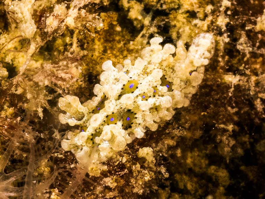 Aegires punctilucens