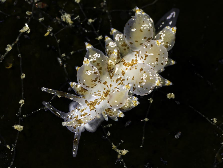 Amphorina pallida