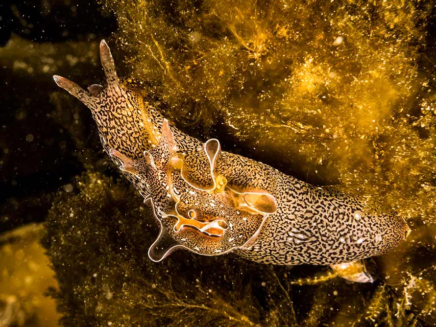 Aplysia punctata