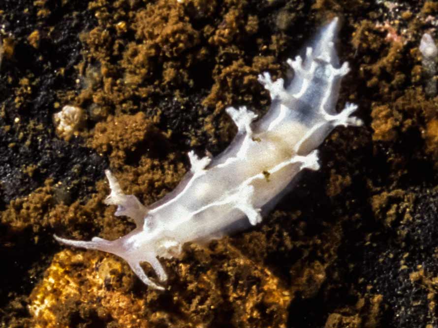 Candiella lineata