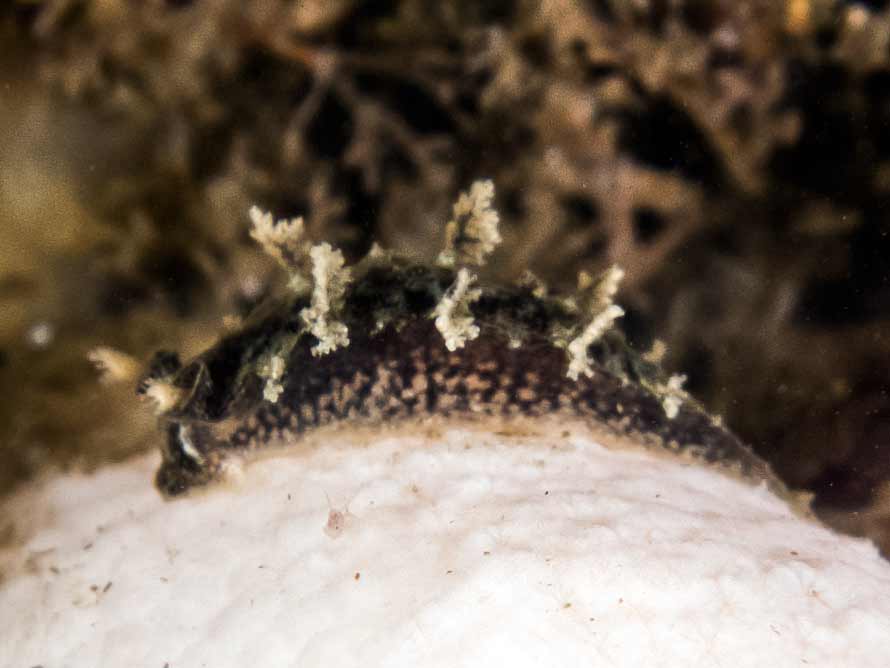 Candiella plebeia