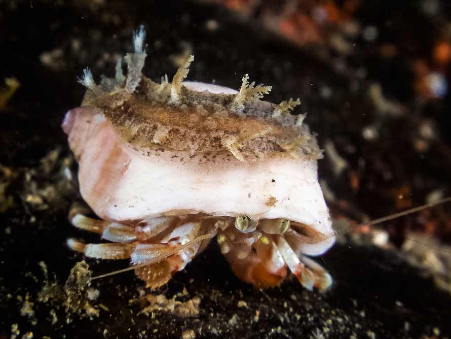 Candiella plebeia