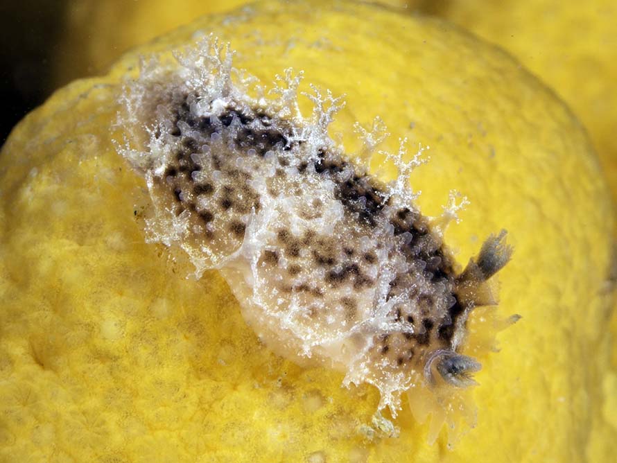 Candiella plebeia