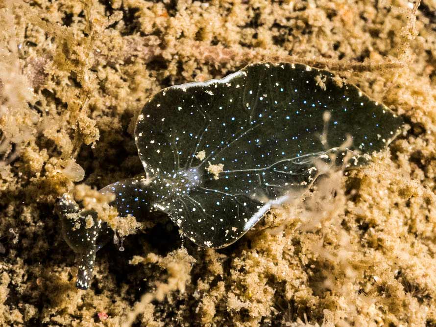 Elysia viridis