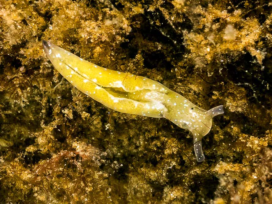 Elysia viridis